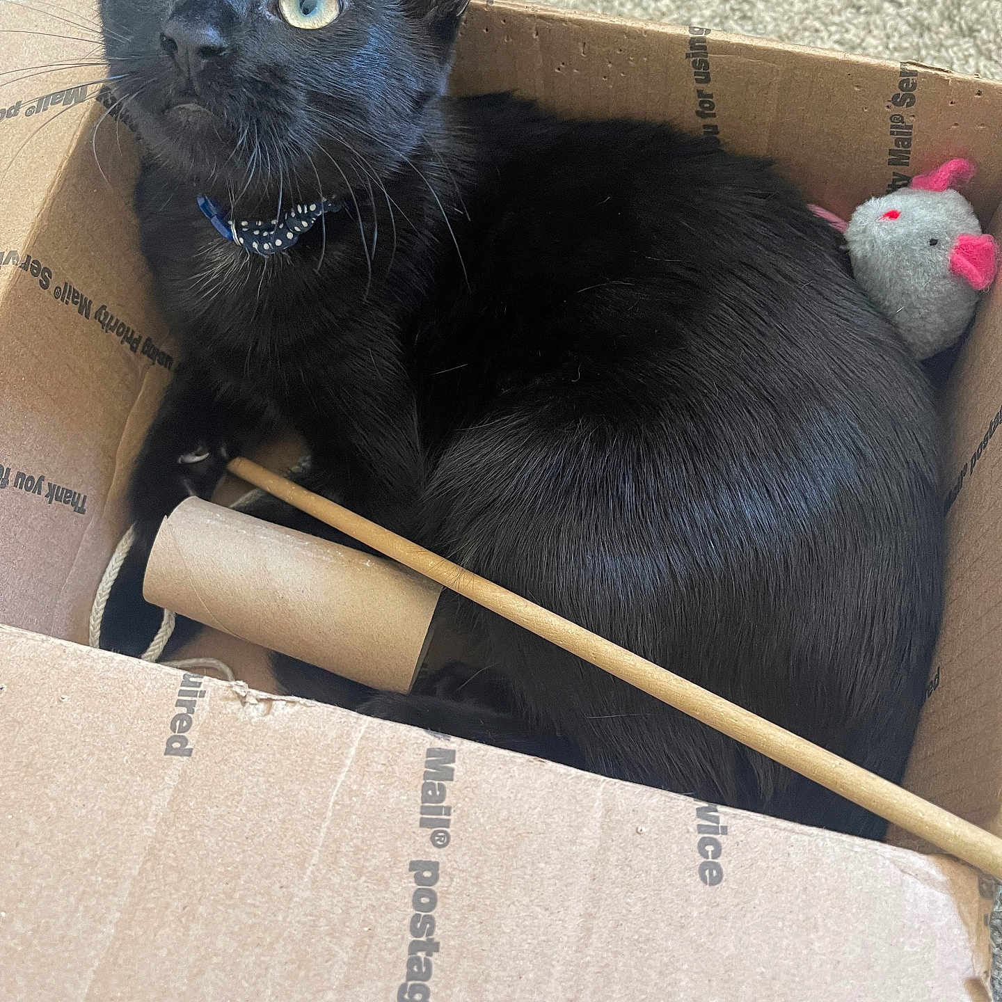 Apollo is registered to the contest to win money with this photo: cat, black_cat, pet, animal, feline, green_eyes, wide_eyes, whiskers, collar, cardboard_box, box, toy_mouse, cat_toy, wooden_stick, indoor, carpet, sitting, lying_down, portrait, playful
