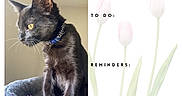 Apollo joined the competition — help win amazing prizes! cat, black_cat, apollo, calendar, april, 2027, indoor, sitting, portrait, pet, collar, blue_collar, whiskers, pointed_ears, yellow_eyes, fur, tulips, spring, planner, household