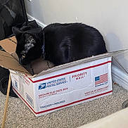 Apollo is registered to the contest to win money with this photo: cat, black_cat, pet, animal, box, cardboard, usps, priority_mail, indoors, carpet, chair, collar, sitting, resting, alert, whiskers, ears, tail, home, funny