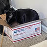 alert, animal, black_cat, box, cardboard, carpet, cat, chair, collar, ears, funny, home, indoors, pet, priority_mail, resting, sitting, tail, usps, whiskers