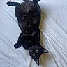 Apollo is registered to the contest to win money with this photo: black_cat, cat, feline, pet, animal, upside_down, lying_down, bed, bedding, blanket, black_fur, yellow_eyes, paws, whiskers, ears, tail, indoor, home, relaxed, playful
