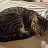 animal, bed, bedroom, cat, cozy, curled_up, domestic_cat, ears, fur, indoors, nap, pet, relaxed, resting, sleeping, striped_fur, sunlight, tabby, tail, whiskers