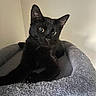 Apollo is registered to the contest to win money with this photo: cat, black_cat, pet, animal, feline, kitten, portrait, close_up, sitting, lounging, gray_bed, soft_bedding, indoor, home, wall, ears, whiskers, yellow_eyes, black_fur, relaxed