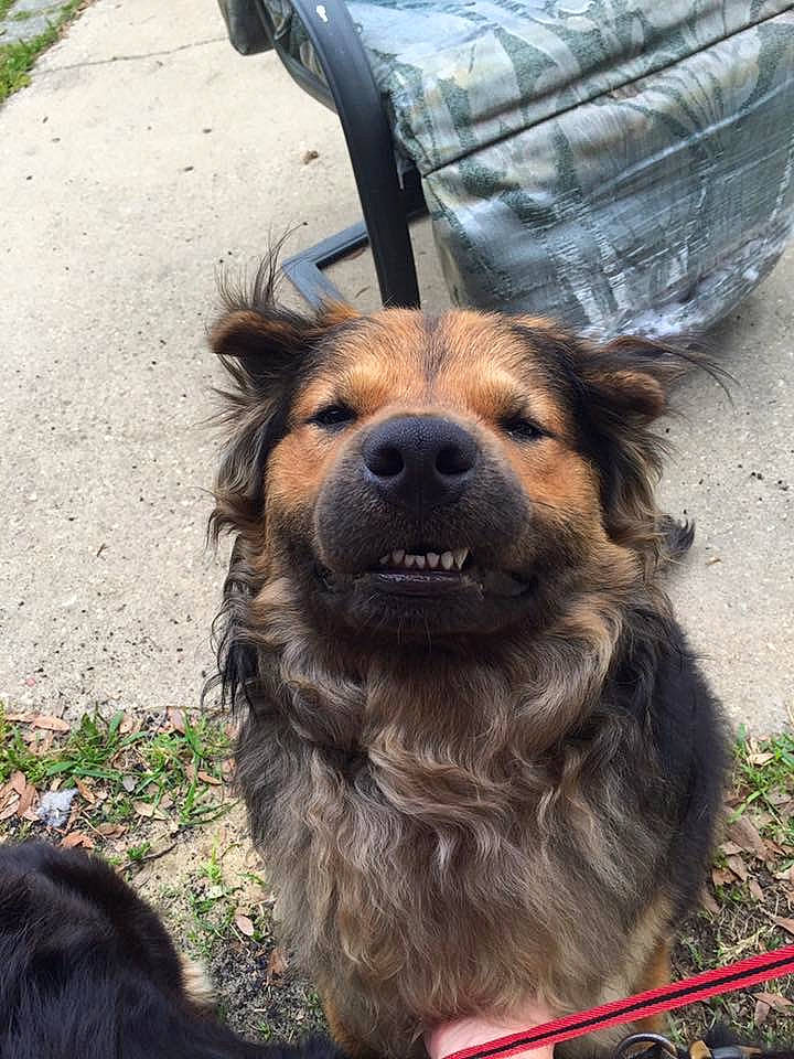 Travis is registered to the contest to win money with this photo: canidae, carnivore, collar, companion_dog, dog, dog_breed, east_european_shepherd, fawn, fur, grass, leash, liver, old_german_shepherd_dog, snout, sporting_group, street_dog, terrestrial_animal, terrier, working_animal, working_dog