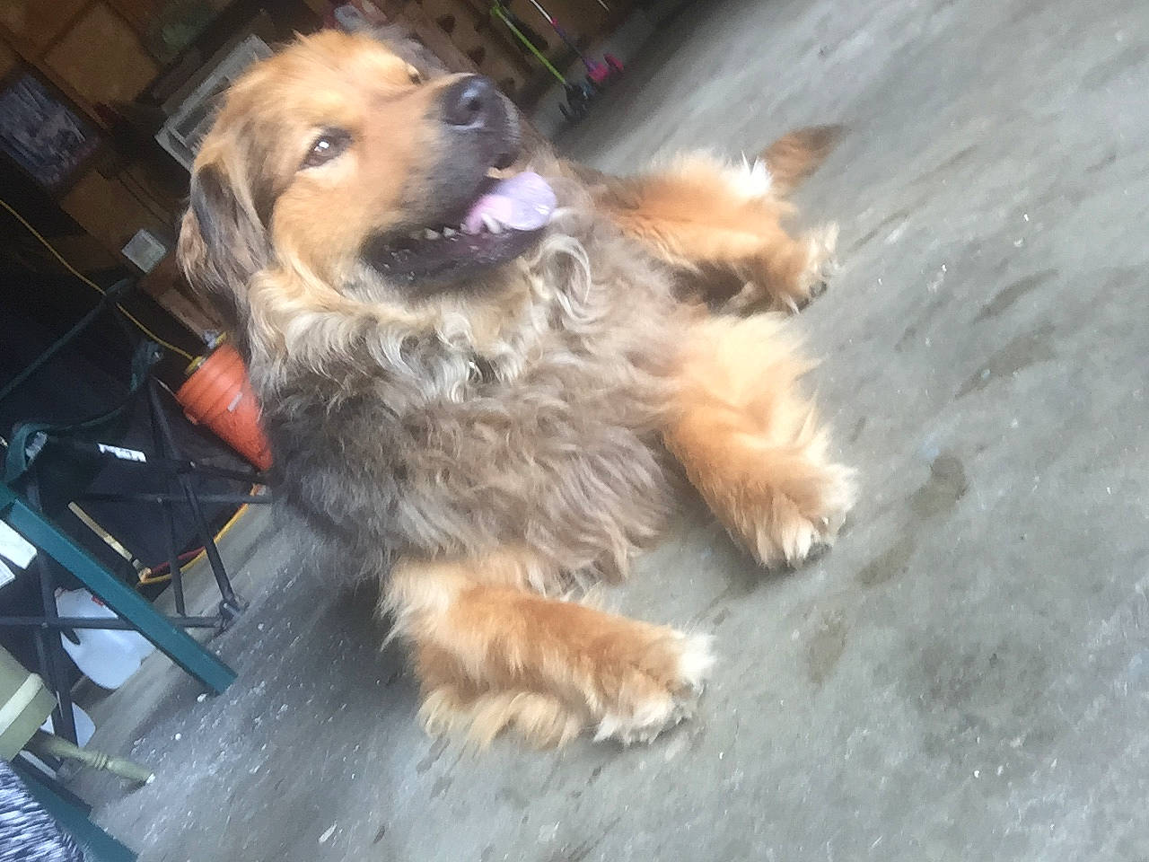 Travis joined the competition — help win amazing prizes! canidae, carnivore, chair, companion_dog, dog, dog_breed, fawn, flooring, fur, paw, road_surface, small_terrier, snout, sporting_group, street_dog, terrier, working_dog