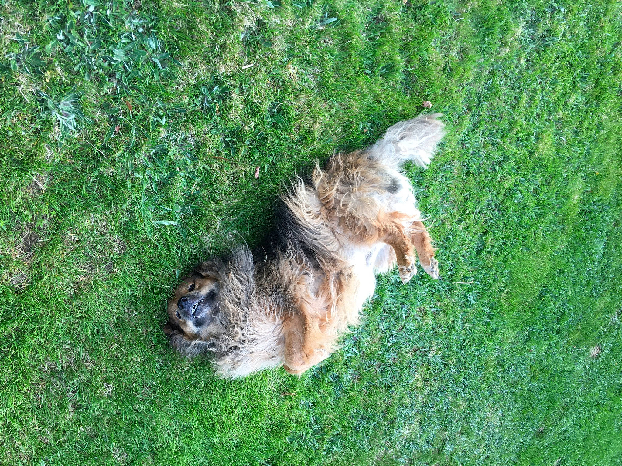 Travis is registered to the contest to win money with this photo: canidae, carnivore, companion_dog, dog, dog_breed, fawn, fur, grass, grass_family, grassland, groundcover, lawn, plant, snout, sporting_group, tail, terrestrial_animal, terrier, welsh_terrier, wildlife