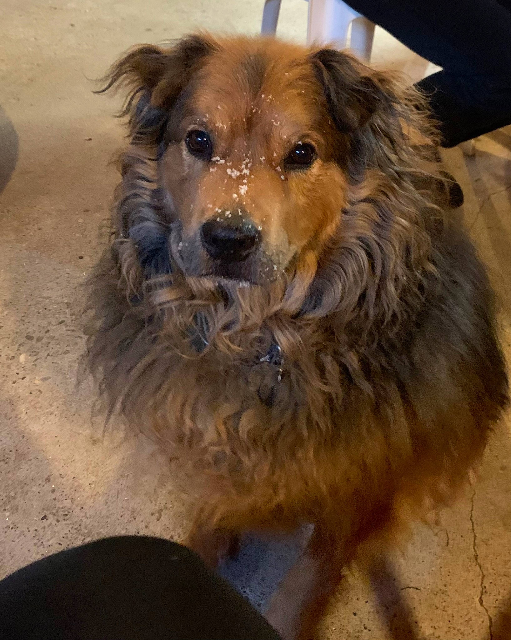 Travis is registered to the contest to win money with this photo: canidae, carnivore, companion_dog, dog, dog_breed, fawn, fur, liver, soil, sporting_group, terrestrial_animal, whiskers, working_animal, working_dog