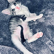 Skye is registered to the contest to win money with this photo: adorable, animal, blanket, cat, cute, domestic_cat, fluffy, fur, indoor, kitten, mammal, pet, pink_paws, playful, relaxed, resting, small, texture, whiskers, young
