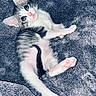 adorable, animal, blanket, cat, cute, domestic_cat, fluffy, fur, indoor, kitten, mammal, pet, pink_paws, playful, relaxed, resting, small, texture, whiskers, young