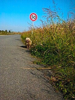 Lilou a rejoint le concours — aidez-le/la à gagner de superbes lots ! asphalt, carnivore, companion_dog, dog, dog_breed, fawn, grass, horizon, landscape, natural_landscape, plant, road, road_surface, sidewalk, signage, sky, sporting_group, tail, tar, traffic_sign