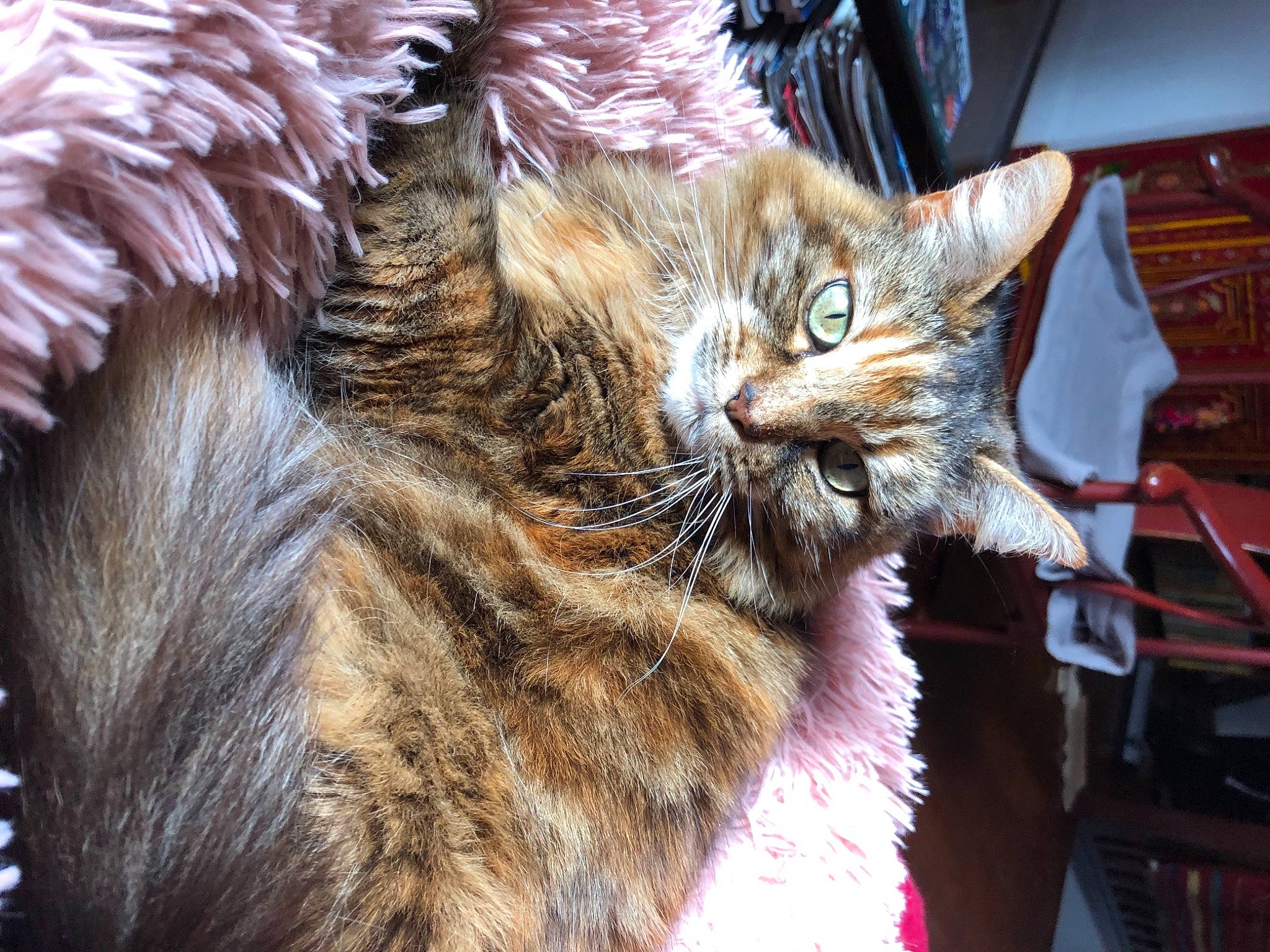 Pitchoune participe au concours pour gagner de l'argent avec cette photo : carnivore, cat, claw, close_up, domestic_short_haired_cat, ear, fawn, felidae, fur, nap, paw, small_to_medium_sized_cats, snout, tail, terrestrial_animal, whiskers, wildlife, window