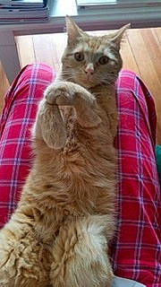 Oona a rejoint le concours — aidez-le/la à gagner de superbes lots ! carnivore, cat, claw, comfort, domestic_short_haired_cat, eye, fawn, felidae, fur, pattern, paw, plaid, small_to_medium_sized_cats, snout, tail, tartan, terrestrial_animal, whiskers