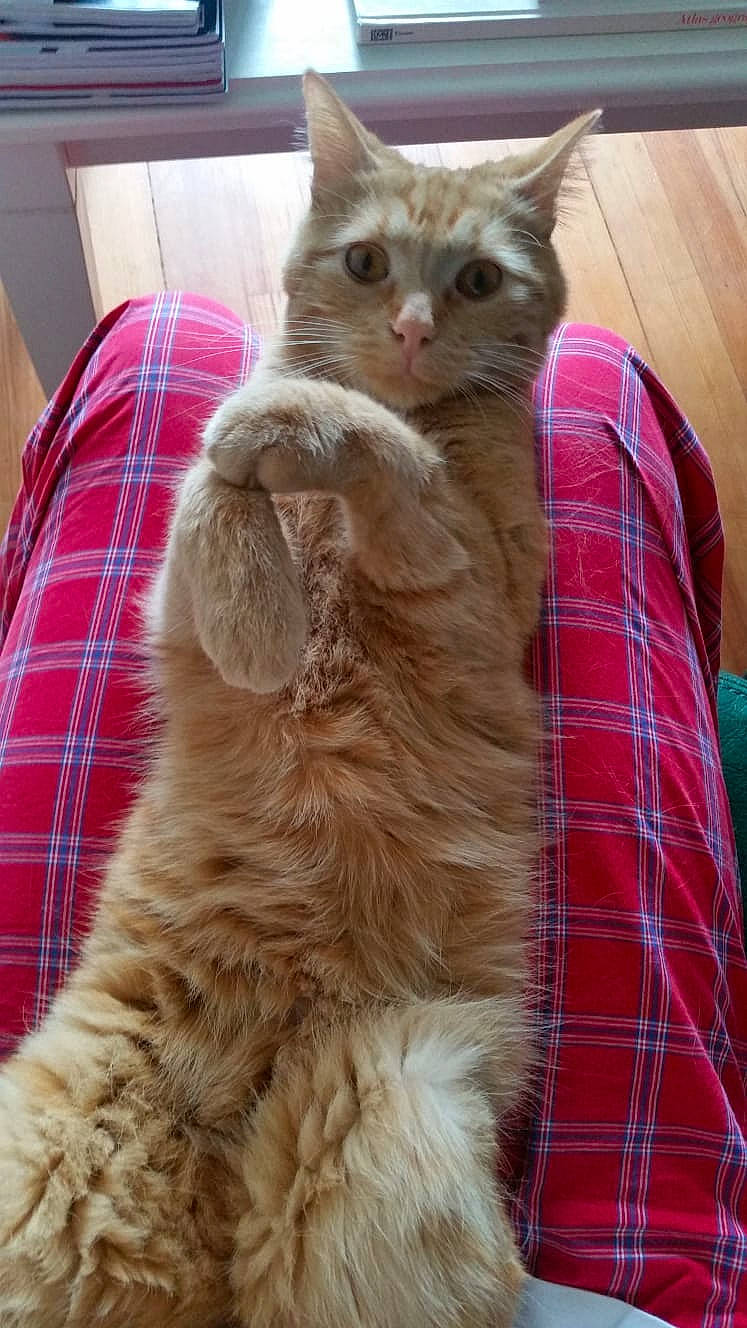 Oona a rejoint le concours — aidez-le/la à gagner de superbes lots ! british_longhair, carnivore, cat, claw, comfort, domestic_short_haired_cat, event, fawn, felidae, fur, iris, pattern, paw, plaid, small_to_medium_sized_cats, snout, tail, tartan, whiskers, wood