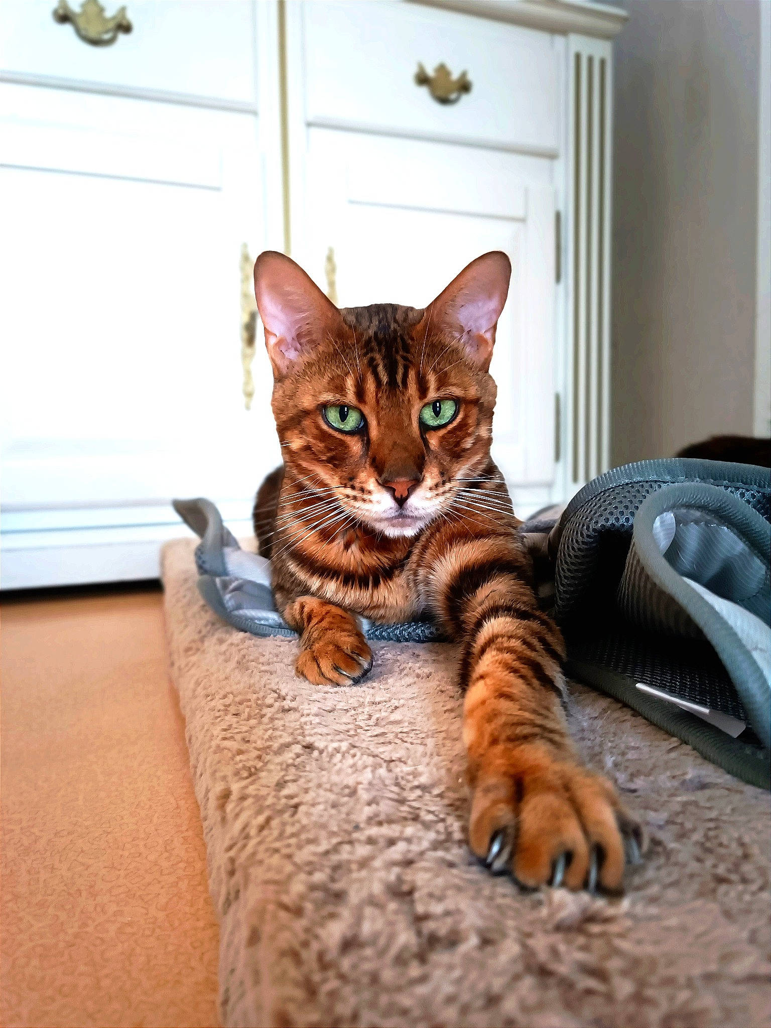 Olympe a rejoint le concours — aidez-le/la à gagner de superbes lots ! automotive_tire, cabinetry, carnivore, cat, cat_supply, comfort, domestic_short_haired_cat, door, fawn, felidae, flooring, fur, paw, sitting, small_to_medium_sized_cats, snout, tail, tree, whiskers, wood