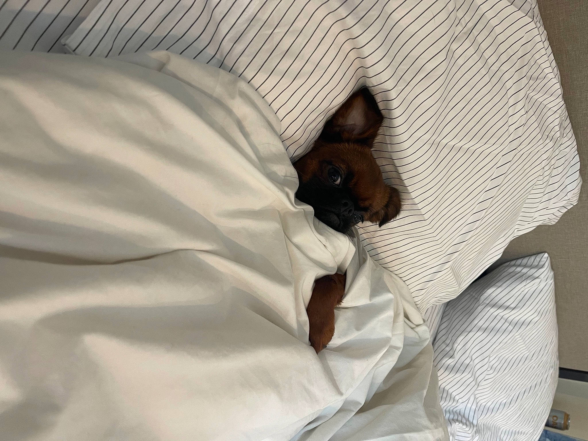 Miga is registered to the contest to win money with this photo: abdomen, baby, bed, bed_sheet, bedding, bedroom, blanket, comfort, duvet, elbow, human_leg, linens, nap, pattern, room, sleep, sleeve, wrist