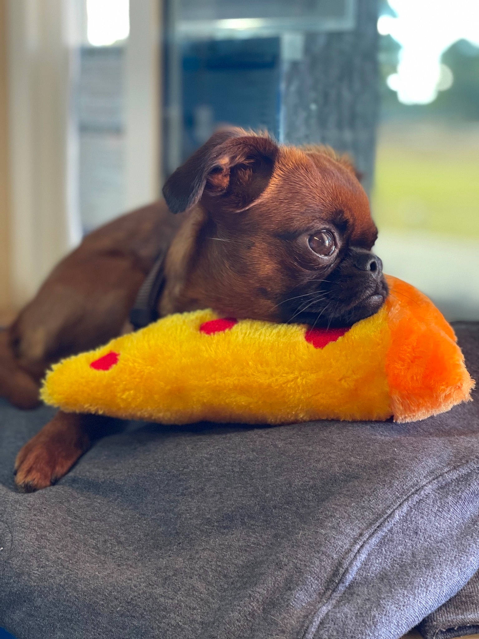 Miga is registered to the contest to win money with this photo: canidae, carnivore, comfort, companion_dog, dog, dog_breed, dog_supply, fawn, flooring, fur, paw, pug, snout, sporting_group, tail, terrestrial_animal, toy_dog, whiskers, working_animal, wrinkle