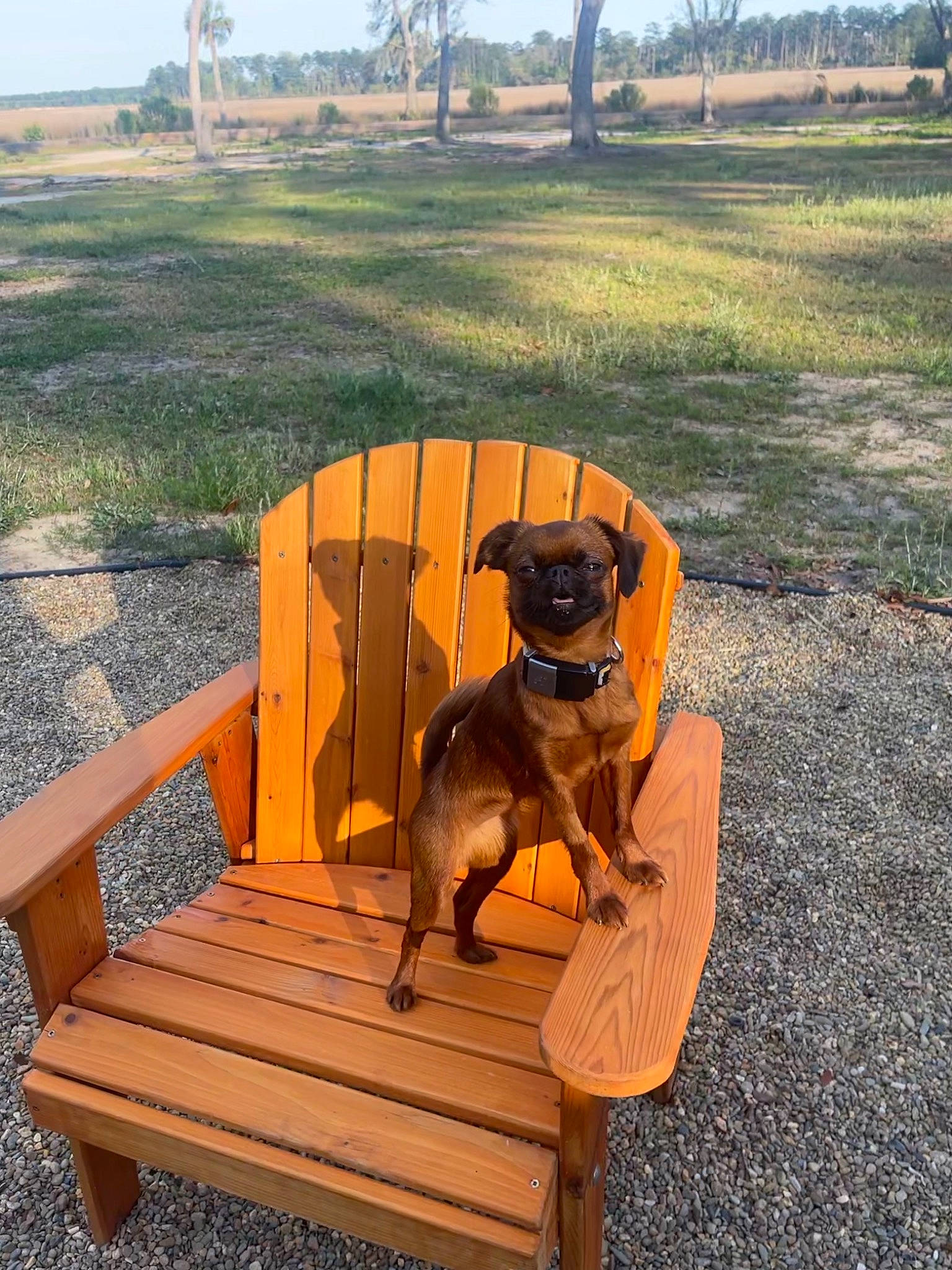 Miga is registered to the contest to win money with this photo: carnivore, chair, collar, companion_dog, dog, dog_breed, dog_collar, fawn, grass, landscape, outdoor_furniture, pet_supply, plant, sky, sporting_group, table, tail, tree, wood, working_animal