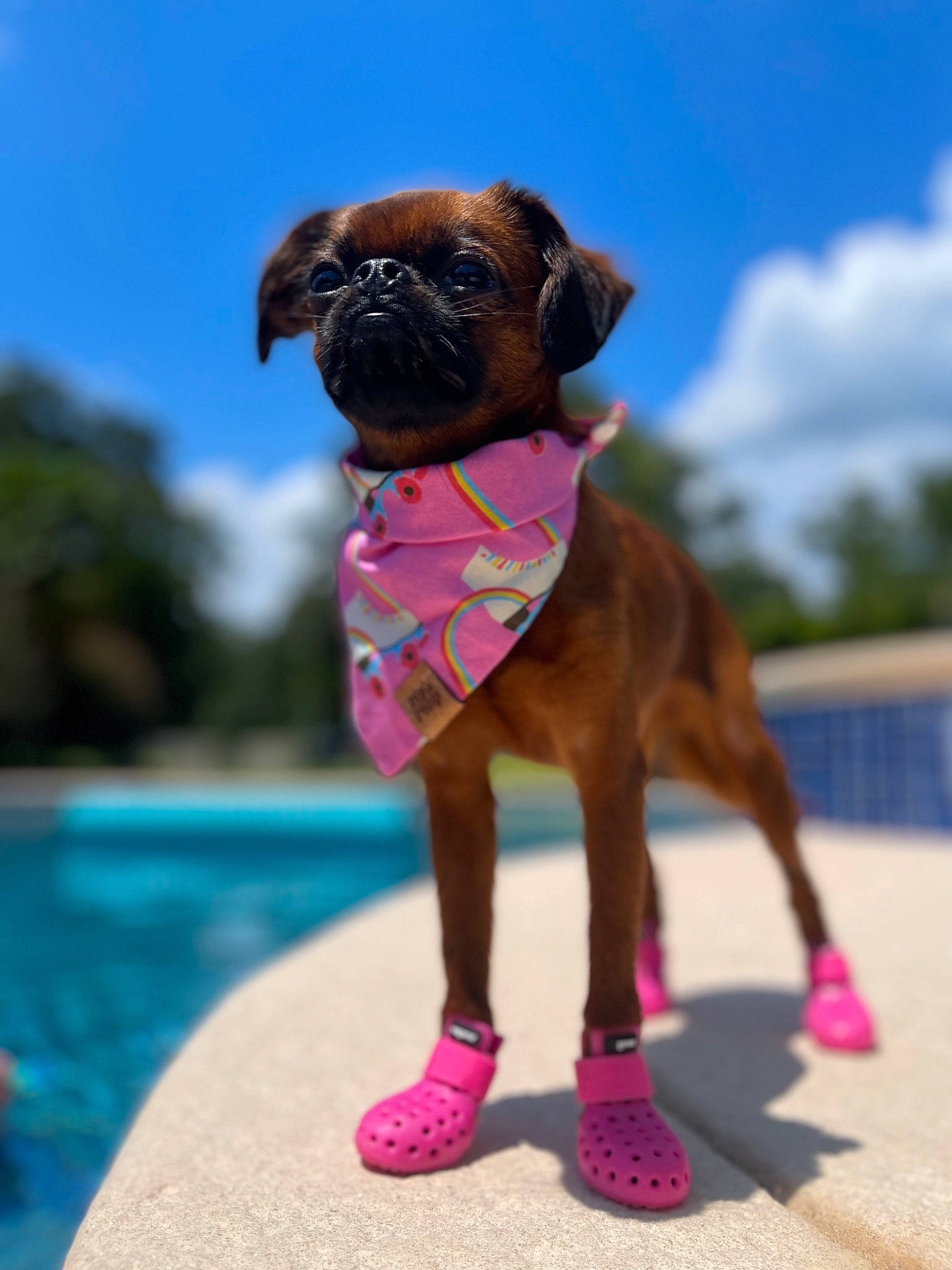 Miga is registered to the contest to win money with this photo: carnivore, cloud, collar, companion_dog, dog, dog_breed, fawn, liver, magenta, pet_supply, pink, plant, pug, purple, sky, snout, tree, water, working_animal, wrinkle