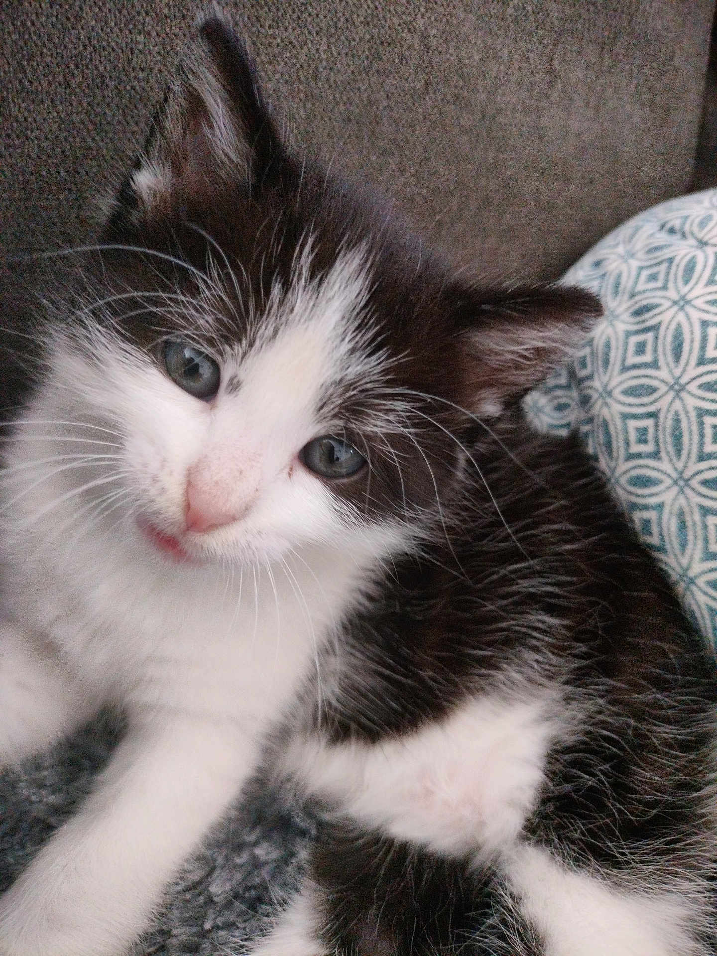 Amaïs a rejoint le concours — aidez-le/la à gagner de superbes lots ! kitten, cat, black_and_white, fur, whiskers, blue_eyes, pet, cute, animal, indoor, close_up, soft, texture, resting, young, domestic_cat, cozy, face, pillow, relaxing