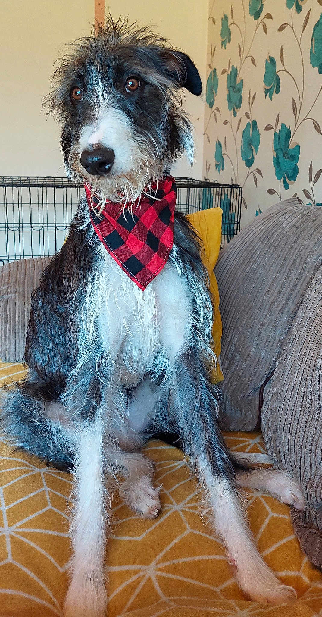 Skipper