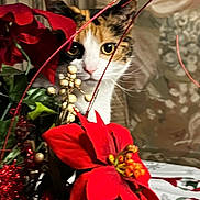 Zoey is registered to the contest to win money with this photo: cat, calico, flower, poinsettia, plant, holiday_decoration, table, curious, indoor, pet, whiskers, closeup, red, green, leaves, nature, festive, animal, eyes, background