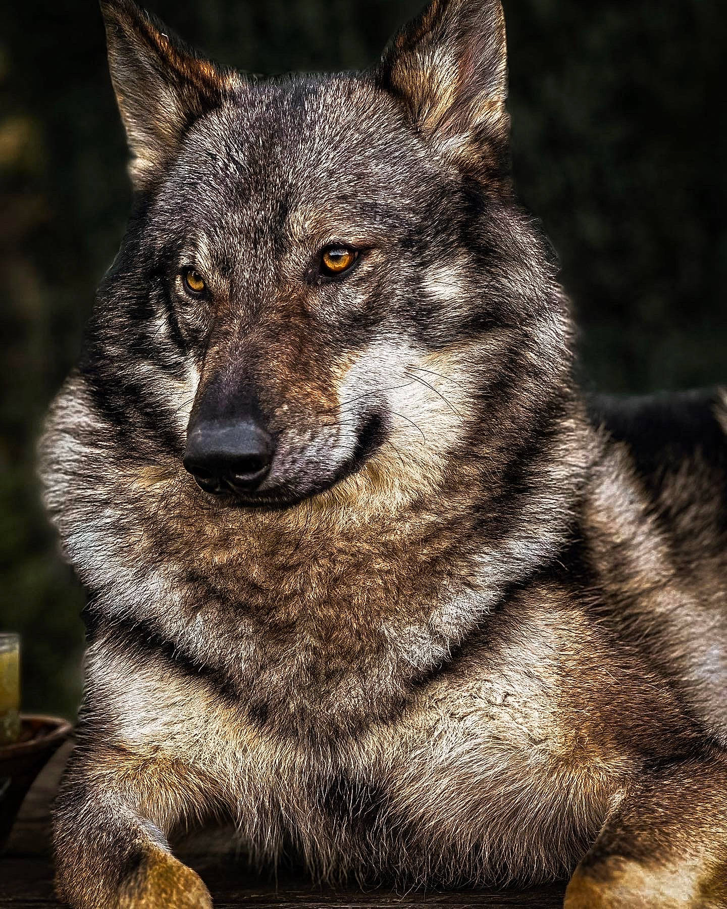 Rashka participe au concours pour gagner de l'argent avec cette photo : ancient_dog_breeds, art, canidae, canis, carnivore, coyote, dog, dog_breed, eye, fast_food, fur, grey, human_body, snout, sporting_group, terrestrial_animal, whiskers, wildlife, wolf, working_dog