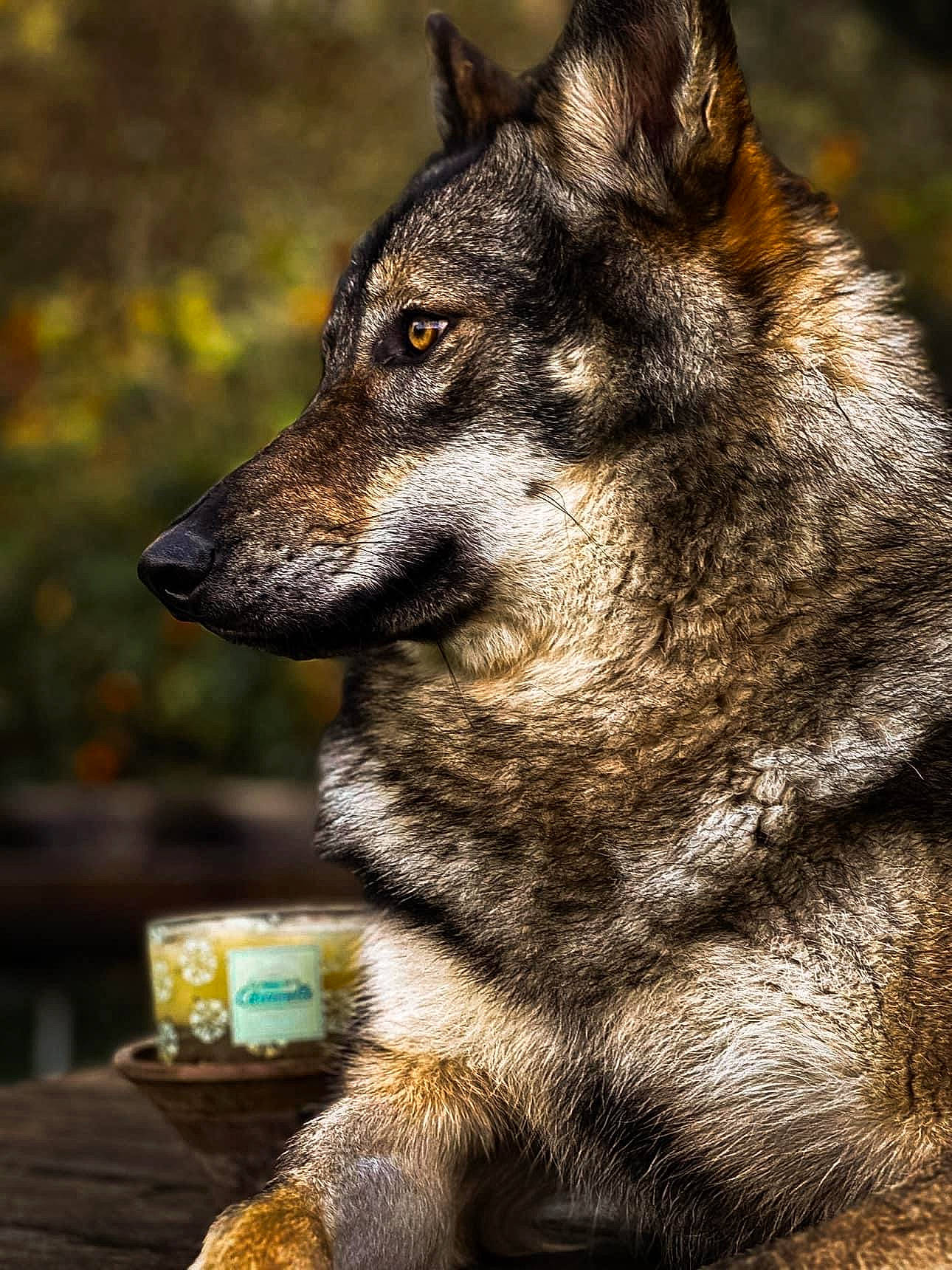 Rashka participe au concours pour gagner de l'argent avec cette photo : ancient_dog_breeds, canidae, canis, carnivore, dog, dog_breed, eye, fur, guard_dog, herding_dog, plant, snout, sporting_group, terrestrial_animal, tree, whiskers, wildlife, wolf, working_animal, working_dog