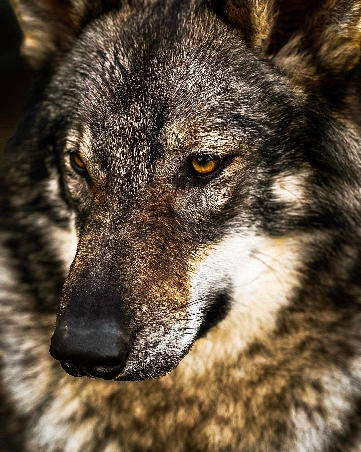 Rashka participe au concours pour gagner de l'argent avec cette photo : ancient_dog_breeds, art, canidae, canis, carnivore, close_up, dog, dog_breed, fur, herding_dog, macro_photography, sled_dog, snout, sporting_group, street_dog, terrestrial_animal, whiskers, wildlife, wolf, working_dog