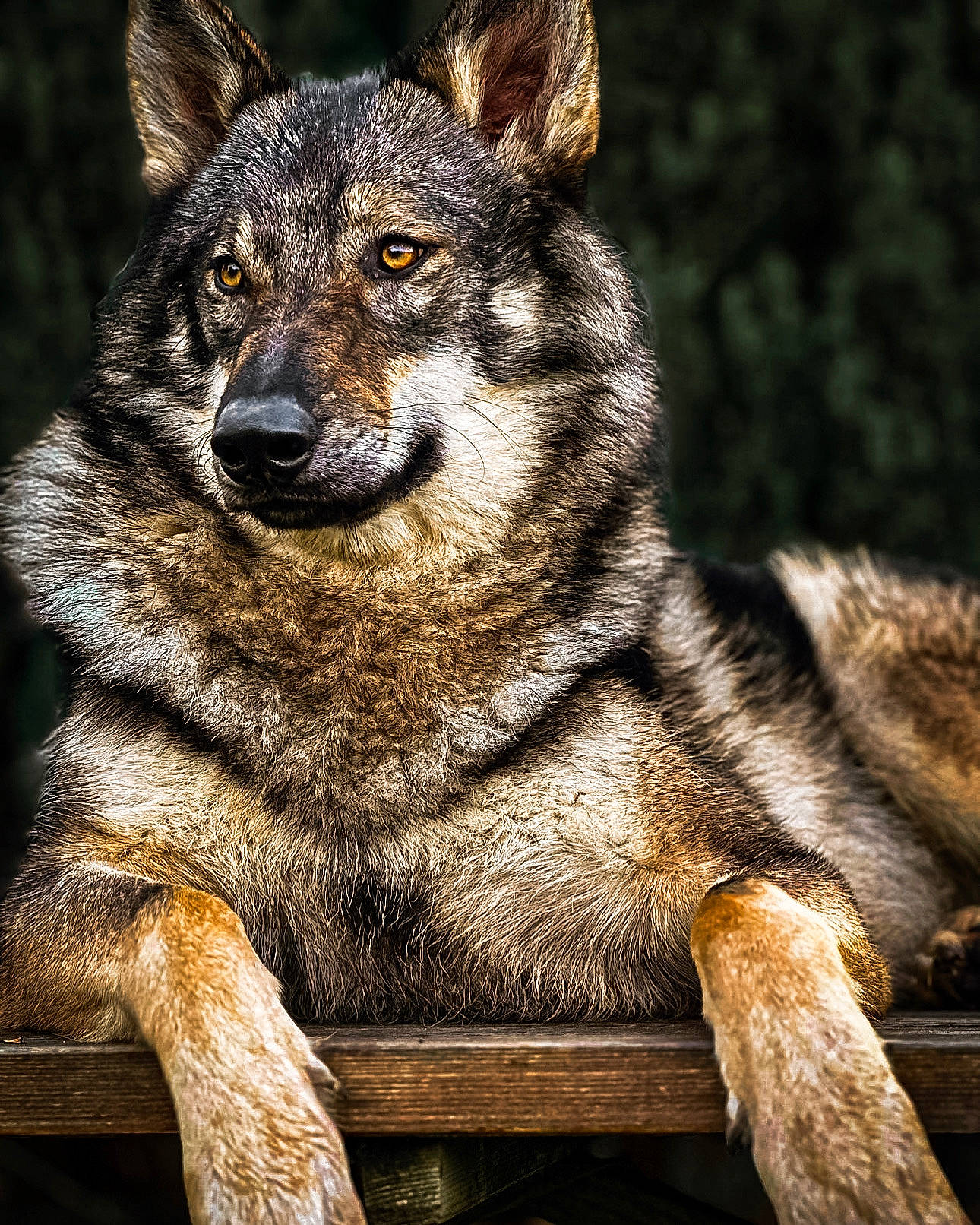 Rashka a rejoint le concours — aidez-le/la à gagner de superbes lots ! art, canidae, canis, carnivore, coyote, dog, dog_breed, fur, jackal, mirror, plant, red_wolf, snout, terrestrial_animal, tree, whiskers, wildlife, wolf, wood, working_dog