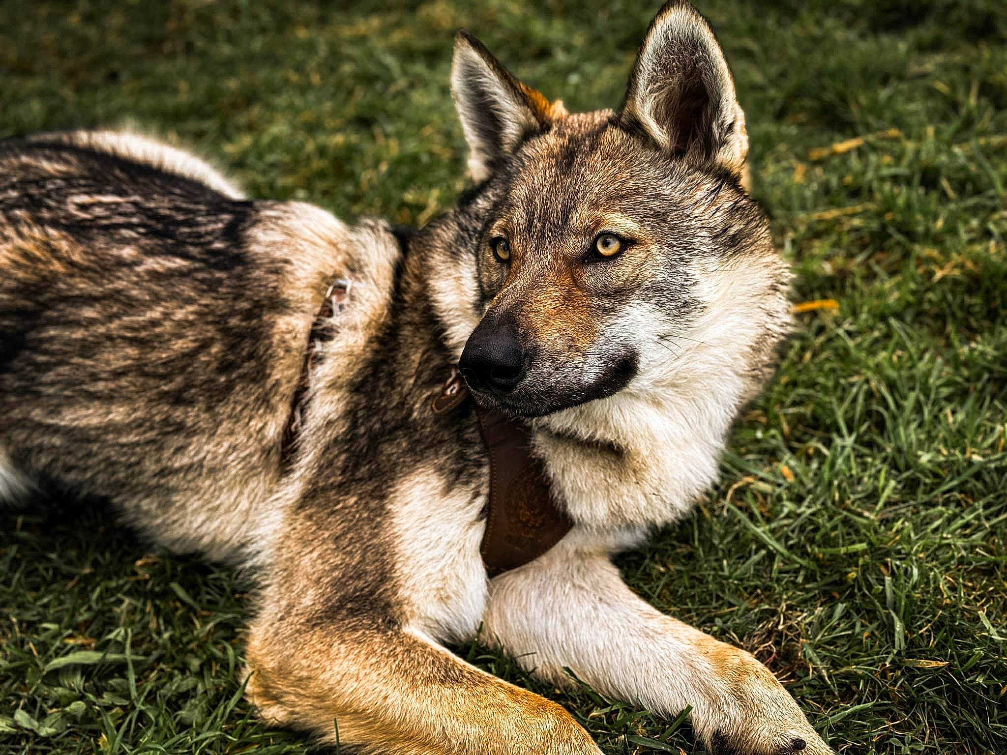 Hateya participe au concours pour gagner de l'argent avec cette photo : canidae, canis, canis_lupus_tundrarum, carnivore, coyote, dog, dog_breed, eye, fawn, fur, grass, jackal, plant, red_wolf, snout, tail, terrestrial_animal, tree, whiskers, wolf