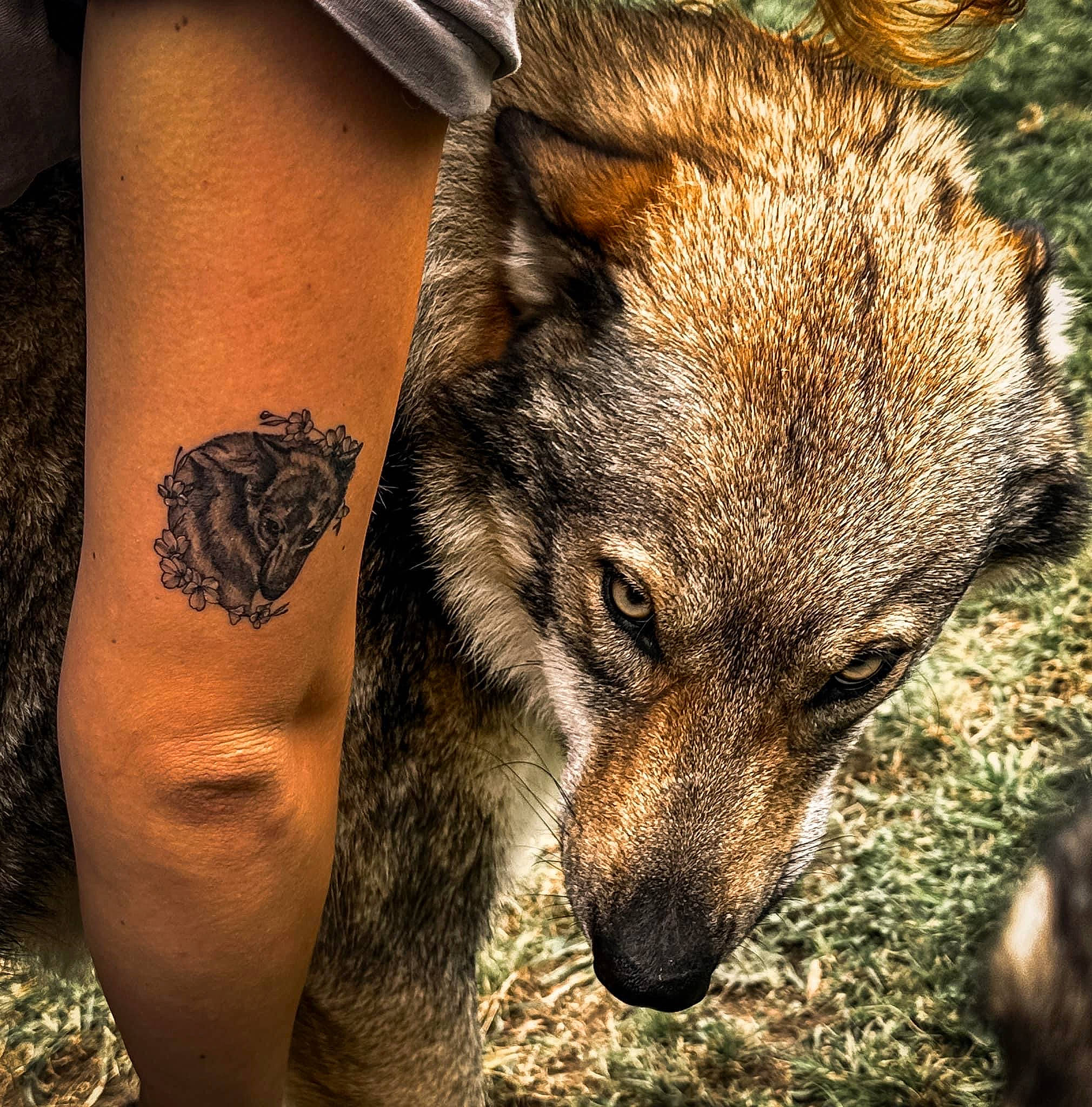 Hateya participe au concours pour gagner de l'argent avec cette photo : boar, canidae, canis, carnivore, dog_breed, elbow, fawn, fox, fur, human_leg, livestock, plant, sleeve, suidae, tattoo, temporary_tattoo, terrestrial_animal, whiskers, wildlife, wrist