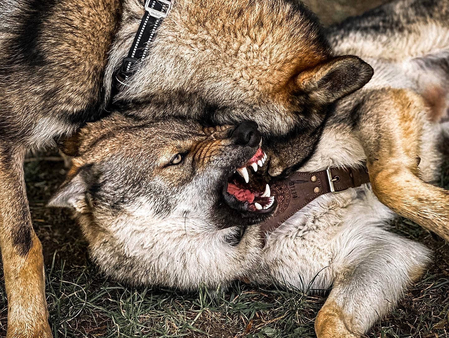 Hateya a rejoint le concours — aidez-le/la à gagner de superbes lots ! big_cats, canidae, carnivore, claw, close_up, dog_breed, eye, fang, fawn, felidae, foot, fur, grass, sleep, small_to_medium_sized_cats, snout, tail, terrestrial_animal, whiskers, wildlife