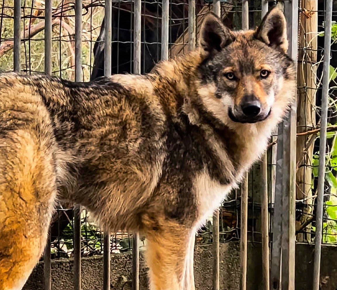 Hateya a rejoint le concours — aidez-le/la à gagner de superbes lots ! ancient_dog_breeds, canidae, canis, carnivore, coyote, dog, dog_breed, fence, fur, mesh, red_wolf, sled_dog, snout, tail, terrestrial_animal, whiskers, wildlife, wolf, working_animal, working_dog