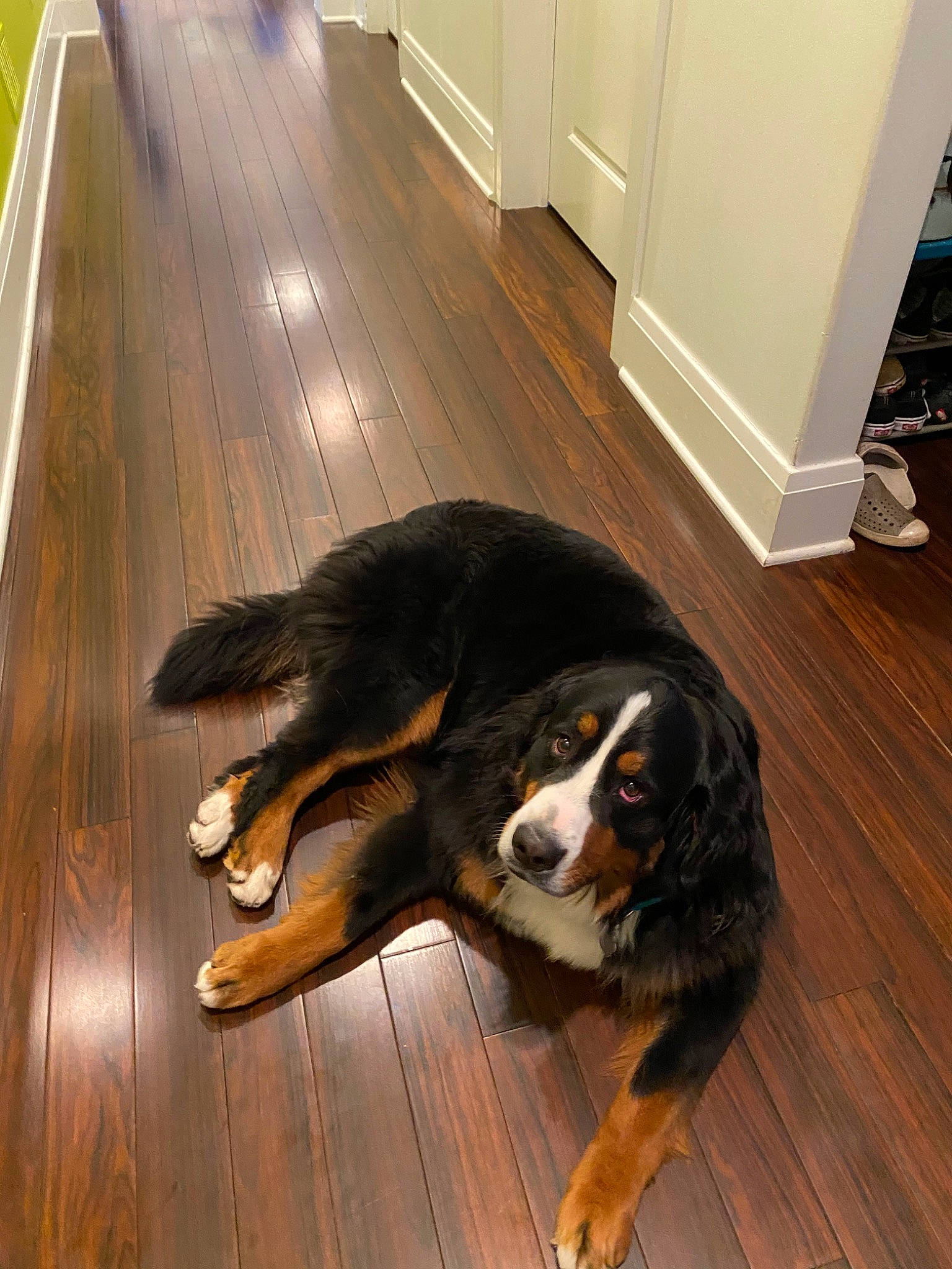 Sundae is registered to the contest to win money with this photo: appenzeller_sennenhund, bernese_mountain_dog, canidae, carnivore, companion_dog, dog, dog_breed, english_shepherd, entlebucher_mountain_dog, floor, flooring, greater_swiss_mountain_dog, hardwood, mammal, snout, sporting_group, tail, wood, wood_flooring