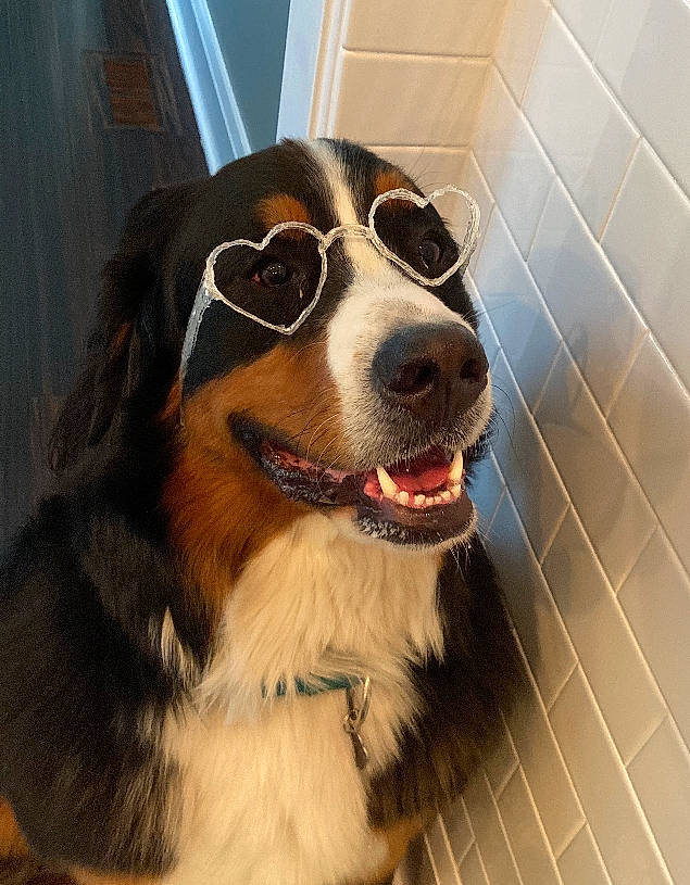 Sundae is registered to the contest to win money with this photo: bernese_mountain_dog, border_collie, canidae, carnivore, companion_dog, dog, dog_breed, english_shepherd, eyewear, fur, glasses, mammal, nose, snout, sporting_group, vertebrate, welsh_sheepdog, whiskers, working_dog