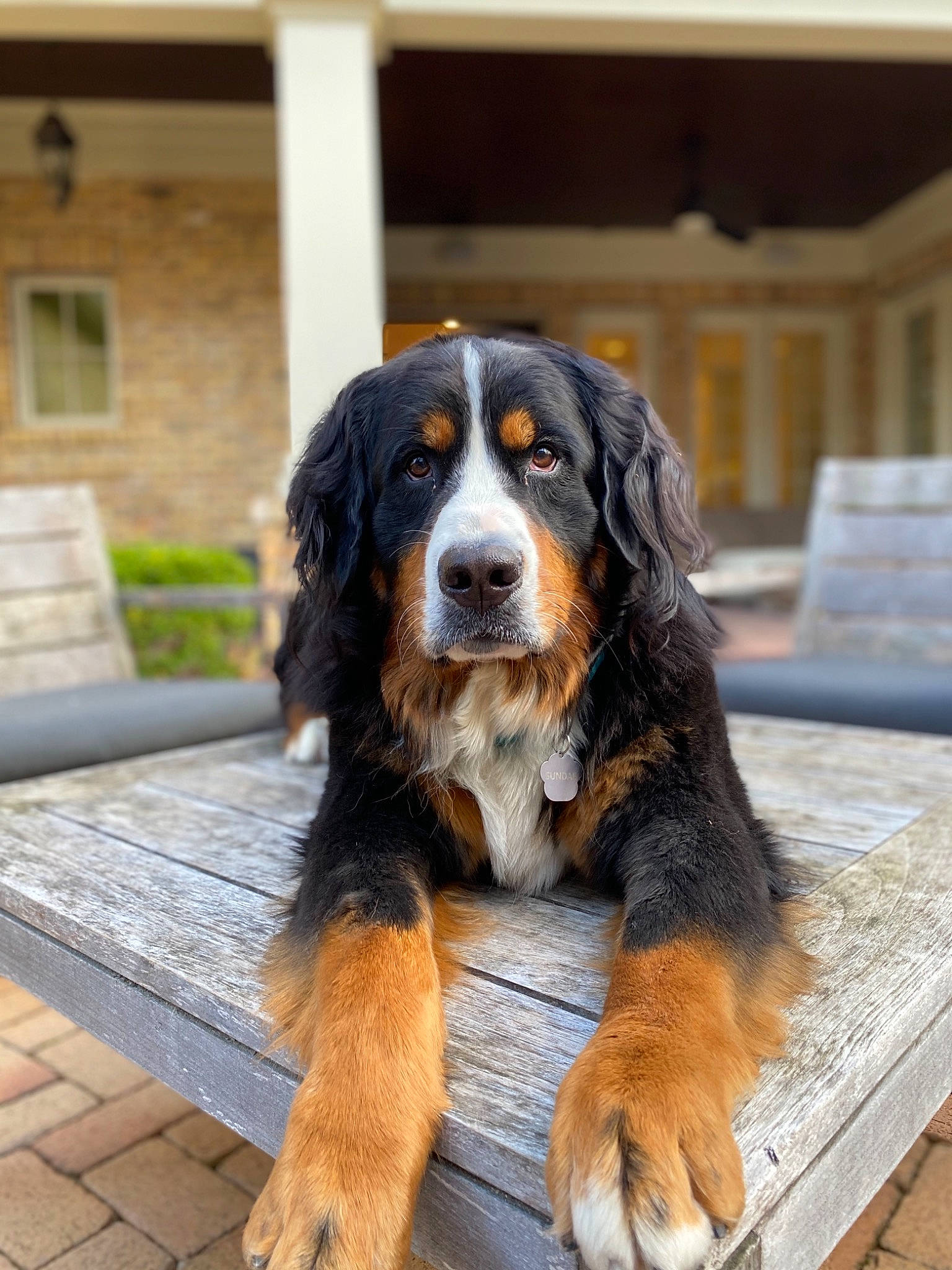 Sundae joined the competition — help win amazing prizes! bernese_mountain_dog, canidae, carnivore, companion_dog, dog, dog_breed, giant_dog_breed, mammal, rare_breed_dog, snout, sporting_group, vertebrate, working_dog