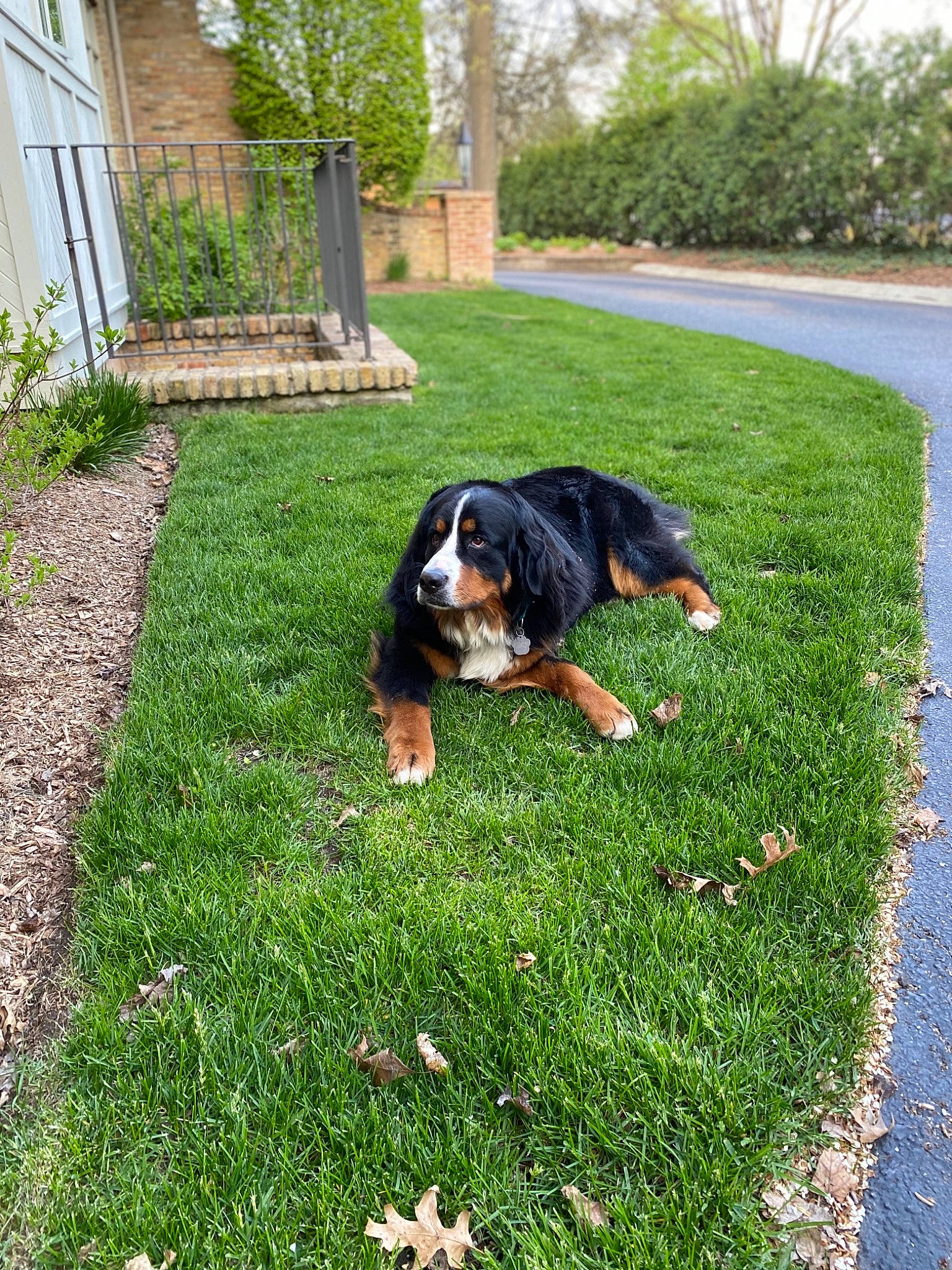 Sundae is registered to the contest to win money with this photo: appenzeller_sennenhund, canidae, carnivore, companion_dog, dog, dog_breed, entlebucher_mountain_dog, grass, greater_swiss_mountain_dog, hunting_dog, lawn, mammal, plant, sporting_group, transylvanian_hound, vertebrate, working_dog