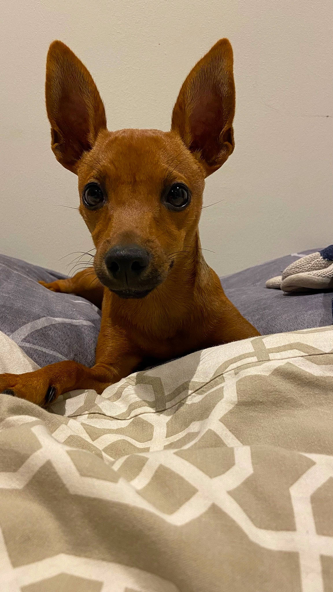 Snoopy a rejoint le concours — aidez-le/la à gagner de superbes lots ! ancient_dog_breeds, canidae, carnivore, comfort, companion_dog, dog, dog_breed, ear, fawn, fur, linens, liver, non_sporting_group, snout, tableware, terrestrial_animal, toy_dog, whiskers, wood, working_animal