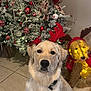 dog, golden_retriever, antlers, christmas_tree, holiday_decor, ornaments, ribbons, festive, indoor, tiled_floor, reindeer_decoration, lights, pet, cute, sitting, canine, decorated_tree, holiday_lighting, festive_attire, christmas