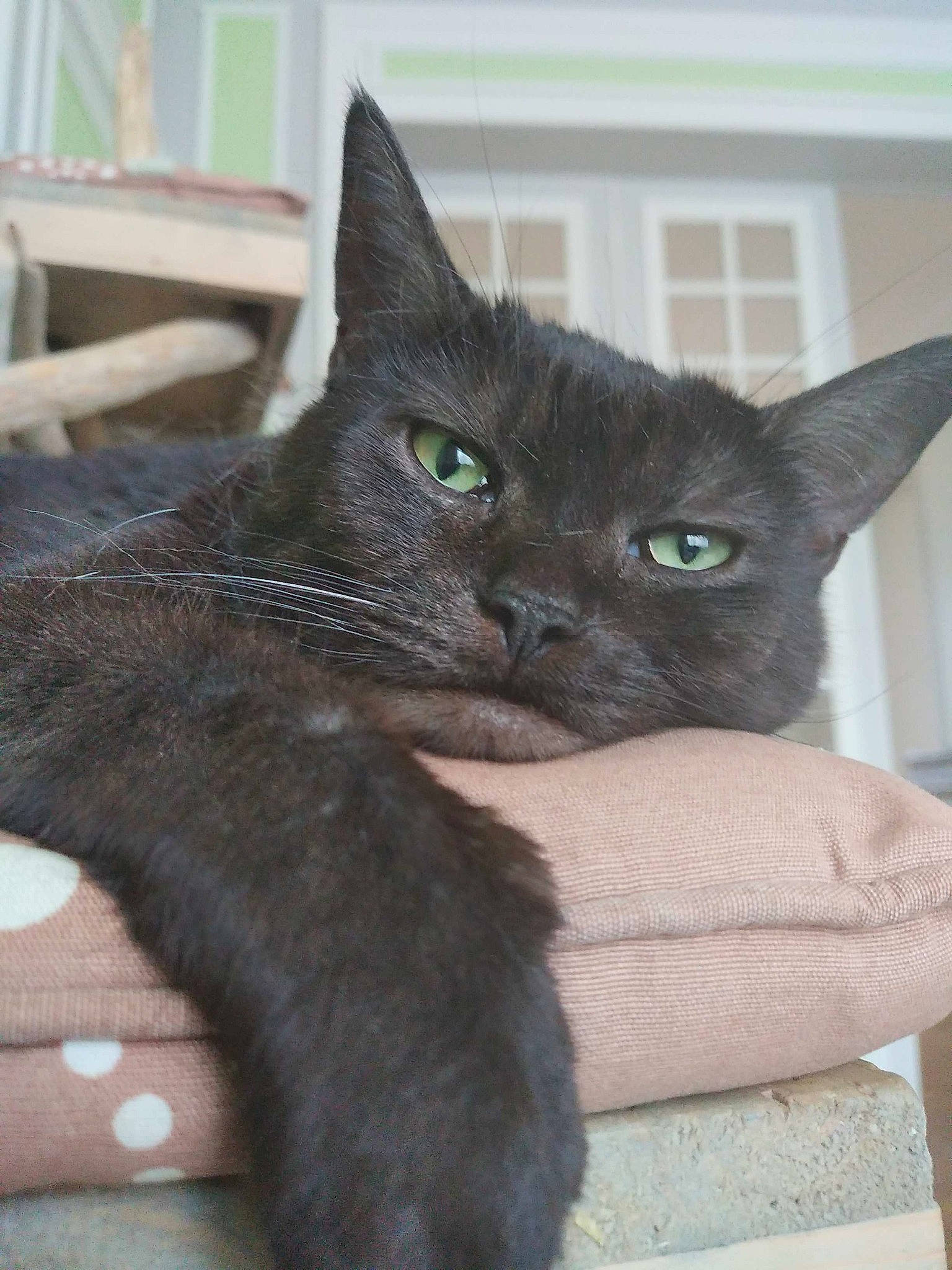 Inky a rejoint le concours — aidez-le/la à gagner de superbes lots ! black_cat, carnivore, cat, claw, comfort, domestic_short_haired_cat, ear, felidae, fur, grey, havana_brown, korat, mammal, small_to_medium_sized_cats, snout, tail, terrestrial_animal, whiskers