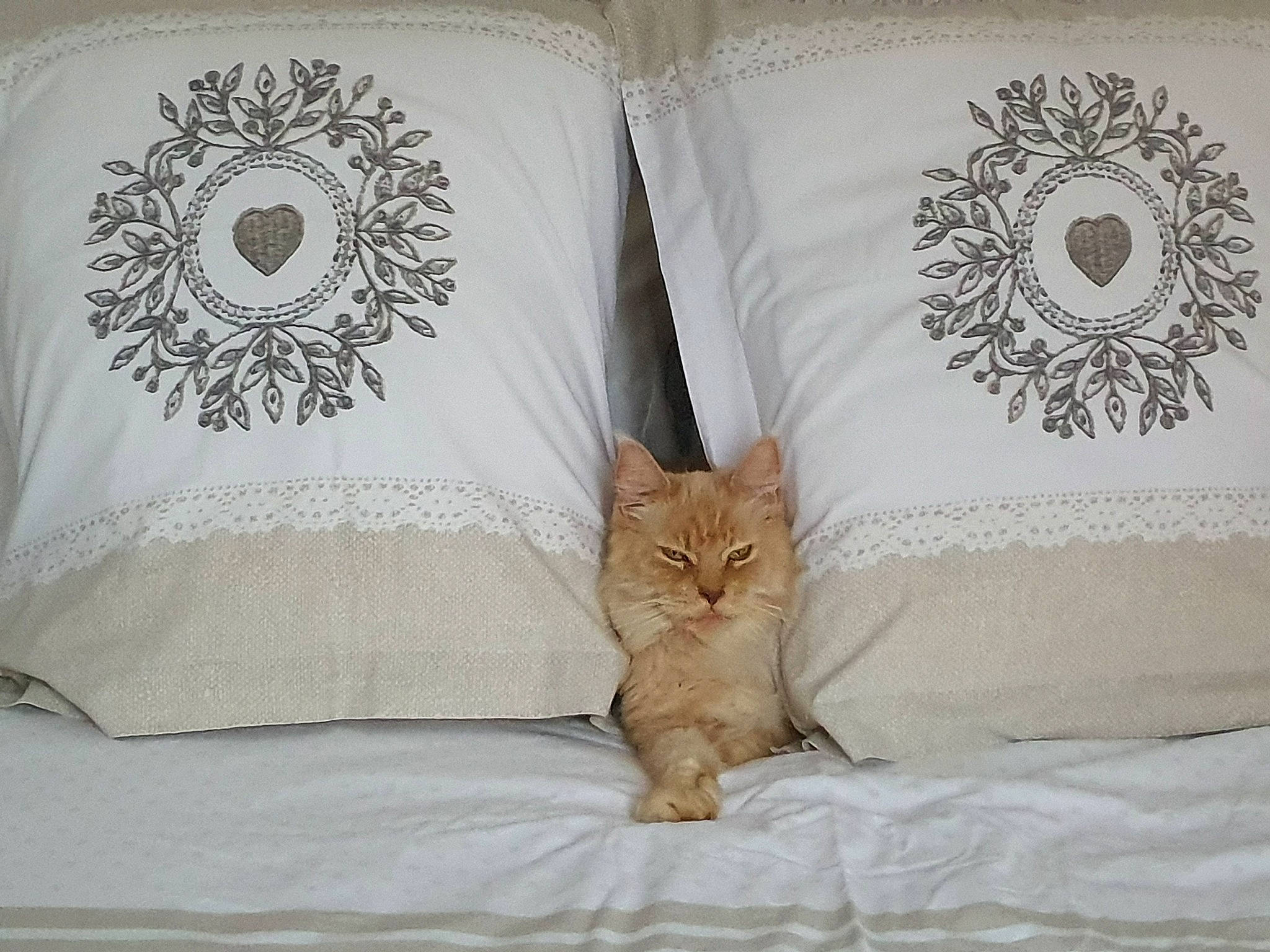 Lizzie a rejoint le concours — aidez-le/la à gagner de superbes lots ! bed, bedding, beige, carnivore, cat, comfort, couch, felidae, font, furniture, grey, linens, pattern, pillow, product, rectangle, sleeve, textile, throw_pillow, wood