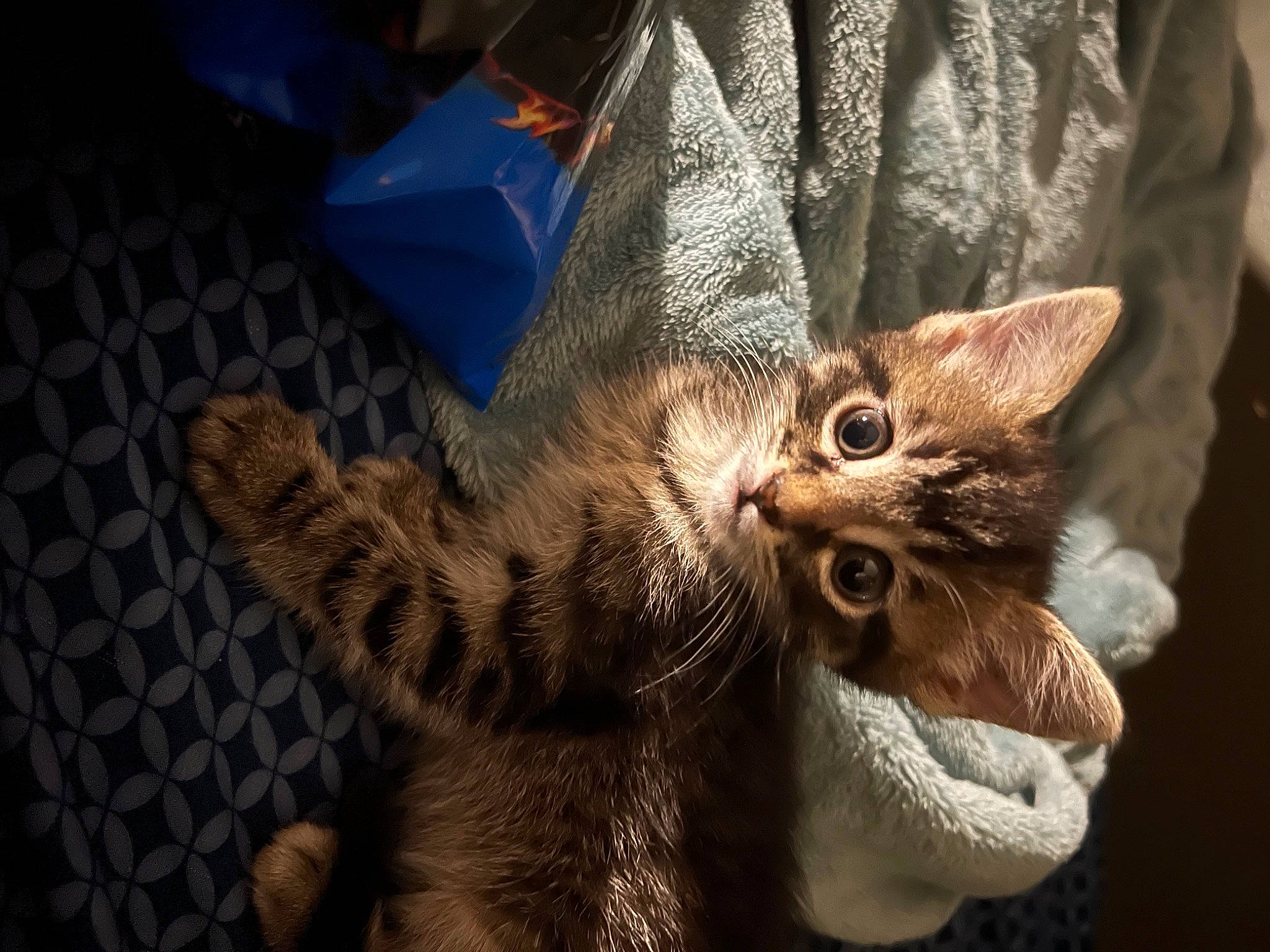 Sage joined the competition — help win amazing prizes! carnivore, cat, claw, comfort, domestic_short_haired_cat, fawn, felidae, fur, gesture, human_leg, pattern, paw, sleeve, small_to_medium_sized_cats, tail, whiskers