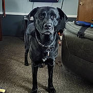 Emmett joined the competition — help win amazing prizes! dog, black_dog, indoor, living_room, television, carpet, furniture, couch, human_leg, shoe, collar, curious, alert, pet, home, electronics, remote_control, door, table, background