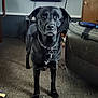 dog, black_dog, indoor, living_room, television, carpet, furniture, couch, human_leg, shoe, collar, curious, alert, pet, home, electronics, remote_control, door, table, background