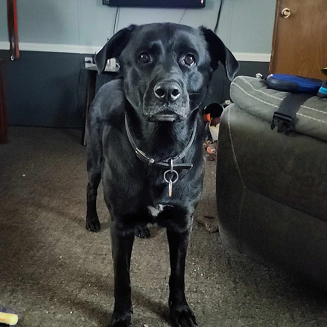 Emmett