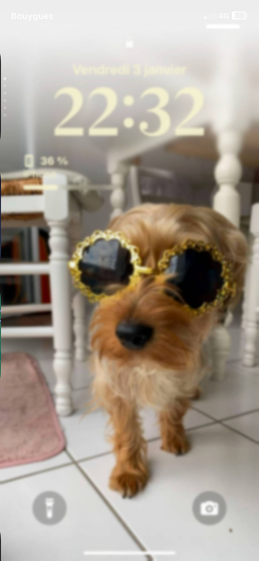 accessories, affenpinscher, airedale, animal, canine, cockerspaniel, dog, goggles, hound, jewelry, locket, papillon, pendant, pet, poodle, puppy, sphere, strap, sunglasses, terrier