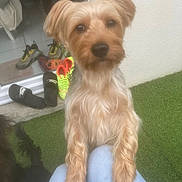 Rocky participe au concours pour gagner de l'argent avec cette photo : adult, animal, ball, canine, clothing, dog, face, female, footwear, head, person, pet, photography, portrait, puppy, runningshoe, shoe, sneaker, terrier, woman