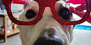 Marley joined the competition — help win amazing prizes! dog, close_up, nose, eyes, glasses, reindeer_glasses, sparkly, indoor, carpet, pet, animal, cute, funny, holiday, accessory, face, whiskers, home, decor, curious