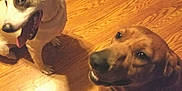 Marley is registered to the contest to win money with this photo: animal, brown_dog, canine, collar, companions, cute, dog, domestic, flooring, friendly, happy, indoor, pet, playful, smiling, spot, tongue_out, two_dogs, white_dog, wooden_floor