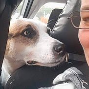 Marley is registered to the contest to win money with this photo: animal, black_leather, canine, car, closeup, companion, curious, dog, expression, face, glasses, headrest, indoor, person, pet, plaid_jacket, seat, transportation, travel, window